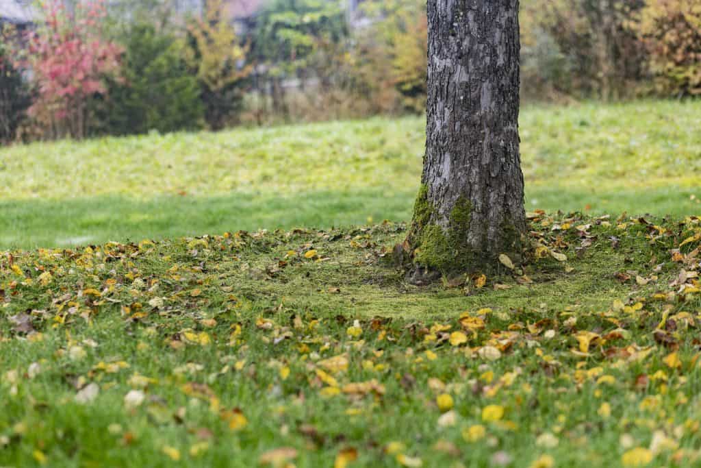 goeldiag-gartenunterhalt-herbst-blog-news (7)